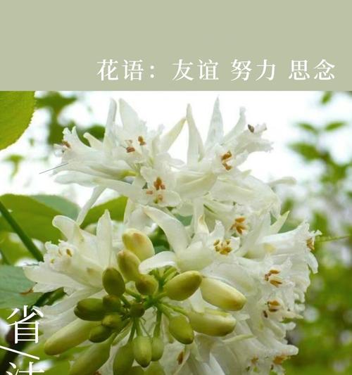 灰绿色花代表什么？灰绿色花卉的花语有哪些？