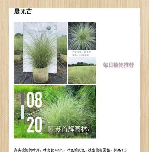 灰绿色花代表什么？灰绿色花卉的花语有哪些？