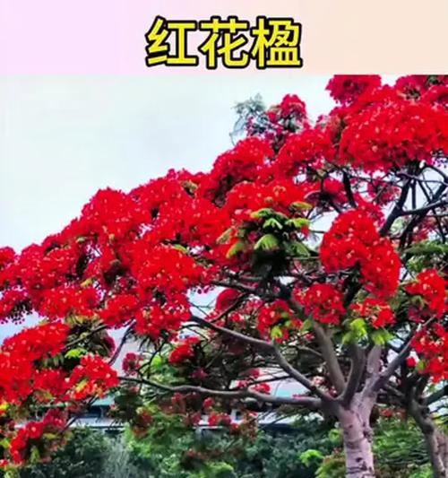 红色的花寓意好吗？如何选择？