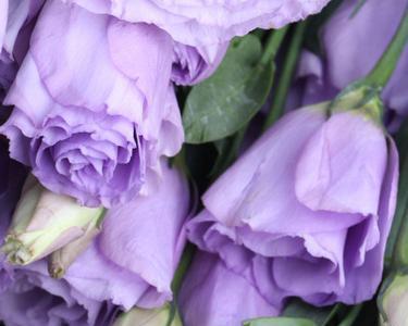 紫色洋桔梗花代表什么？它的花语是什么？