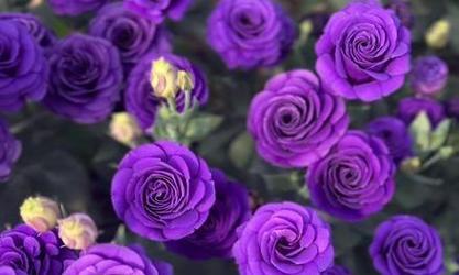 紫色洋桔梗花代表什么？它的花语是什么？