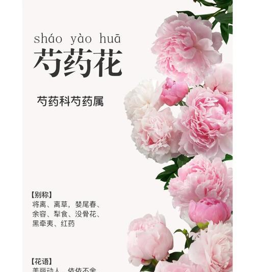 哪种花的花语寓意健康？