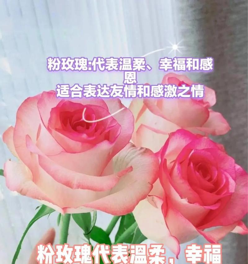 幸福玫瑰花的寓意是什么？