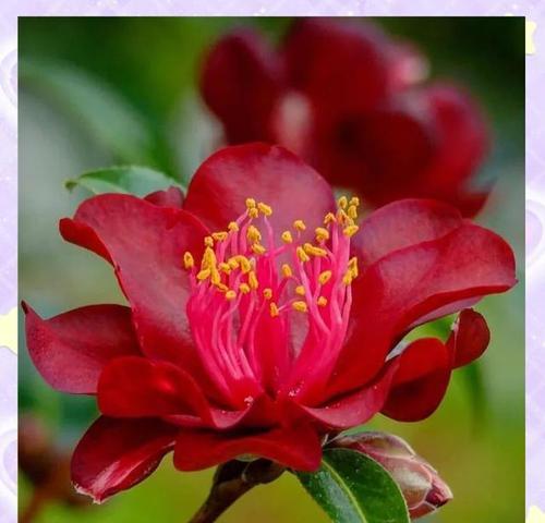 红色花代表纯洁吗？红色花有哪些纯洁的象征意义？