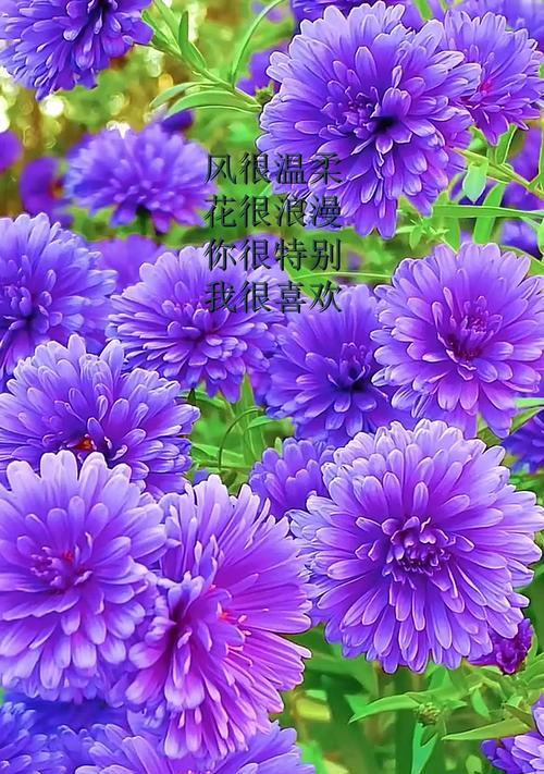 风与花的浪漫含义是什么？