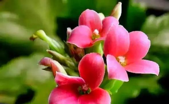 哪种花象征长寿？它们的花语有何含义？