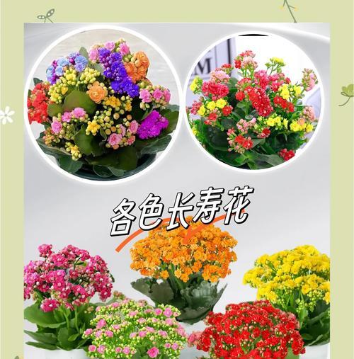 哪种花象征长寿？它们的花语有何含义？