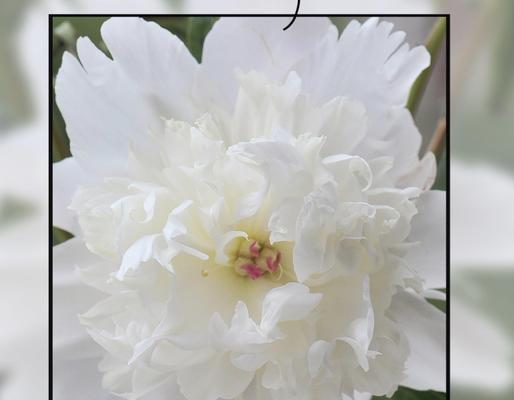 白色花象征冷淡吗？白色花的寓意是什么？