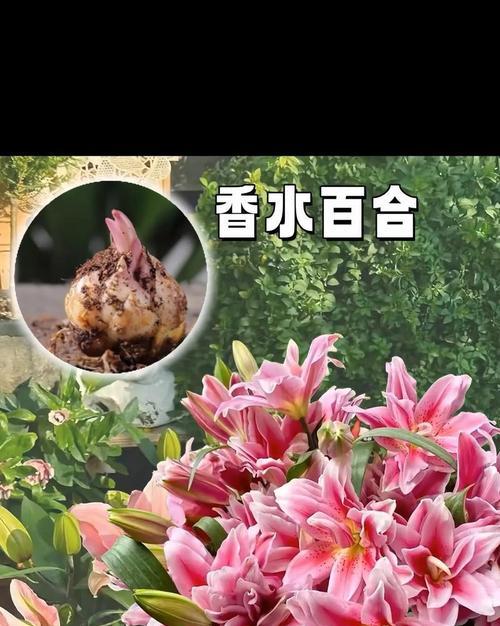 粉色鲜花花语是什么？粉色鲜花代表了什么？