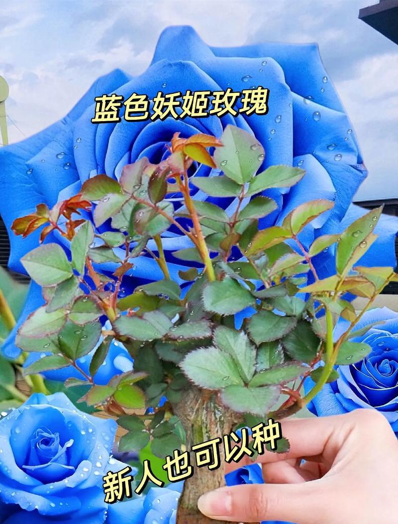 蓝色玫瑰花送给老师有何寓意？表达敬意的方式是什么？