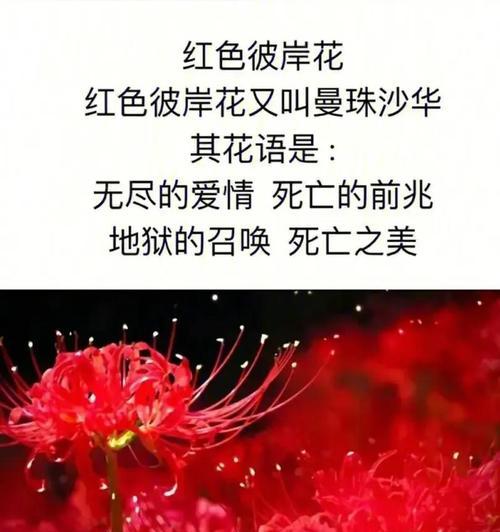 彼岸花象征着什么样的爱情？