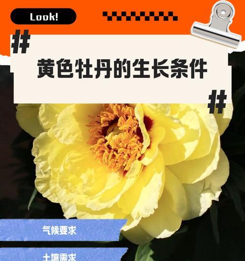 黄色牡丹花的寓意是什么？为何被视为富贵之花？