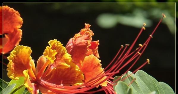 蚕花节的花语和寓意是什么？