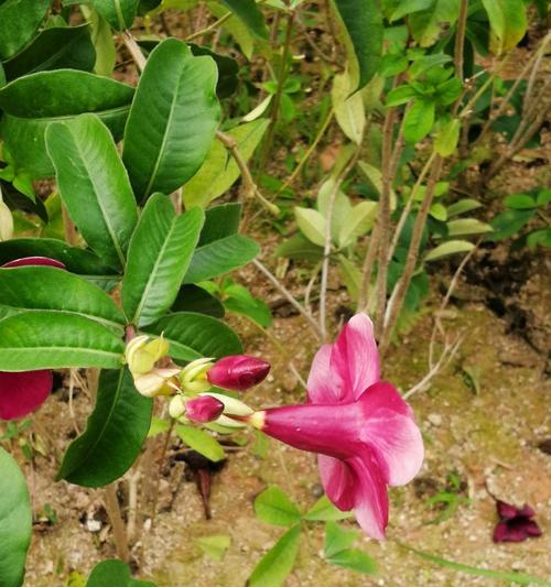 蚕花节的花语和寓意是什么？