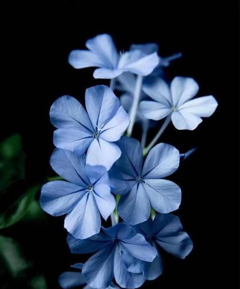 蓝色粘花的寓意和象征是什么？