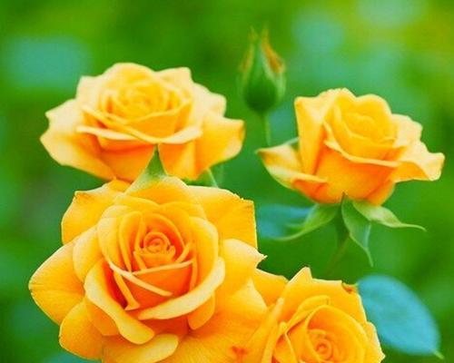 各种颜色的花代表什么？颜色代表花的含义有哪些？