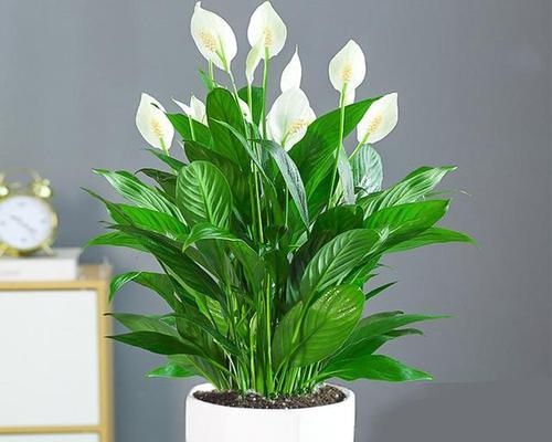哪些花象征着好运气？它们各自代表了什么？