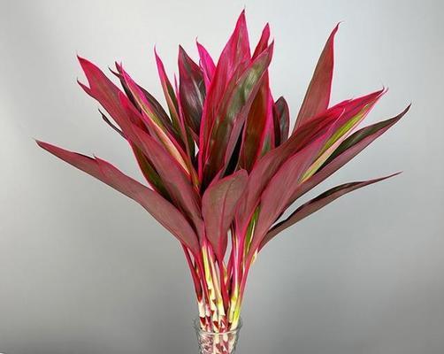 哪些花象征着好运气？它们各自代表了什么？
