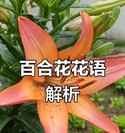 哪种花象征家庭和谐幸福？家庭幸福花的寓意是什么？