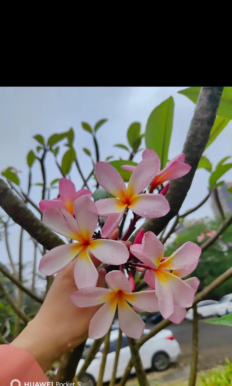 五叶花象征着什么爱情？