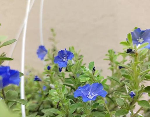 五叶花象征着什么爱情？