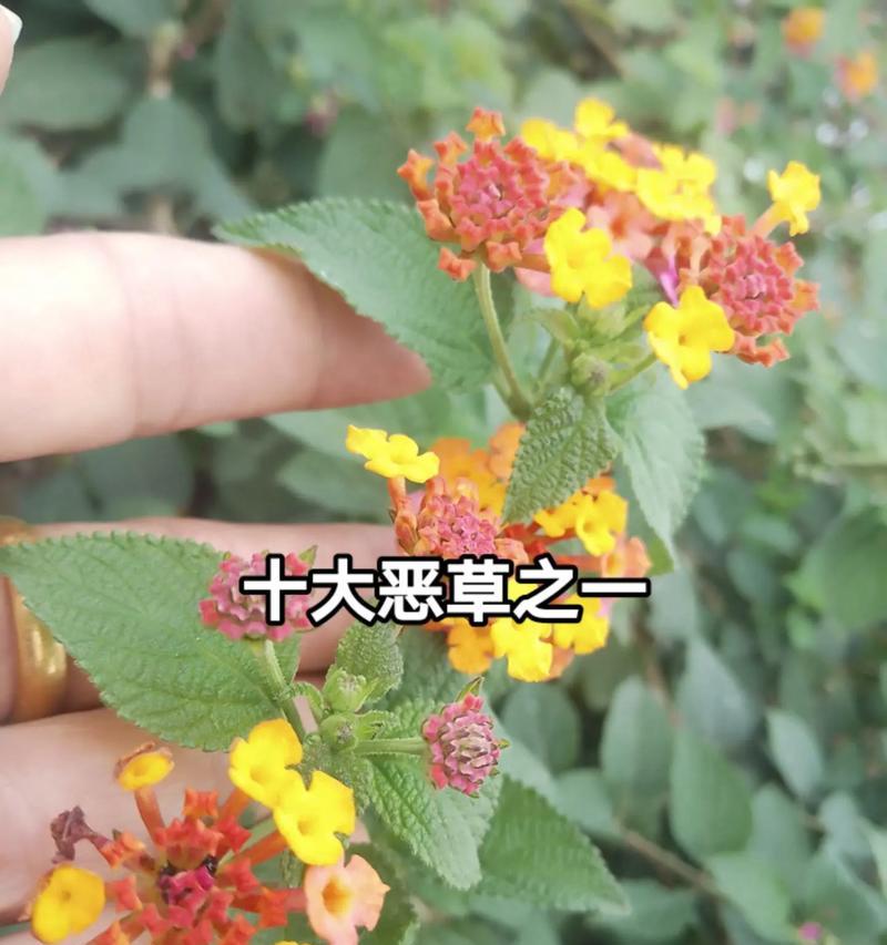 五叶花象征着什么爱情？