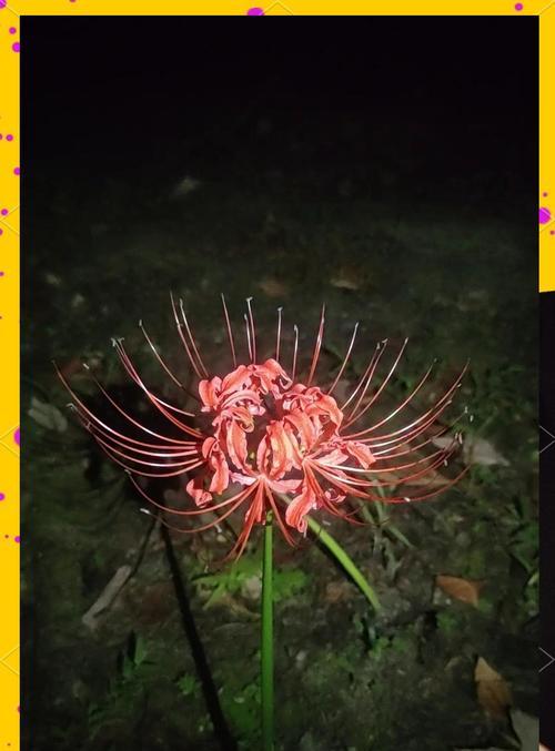 哪种花象征死亡中的爱情？死亡爱情花语是什么？