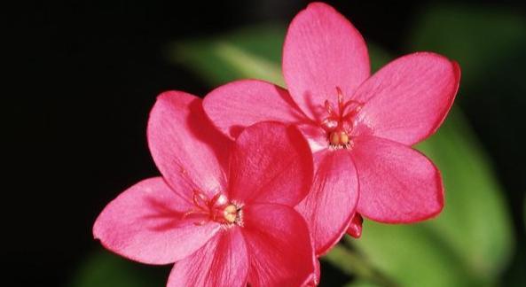 花虐心象征着什么？花虐心的寓意是什么？