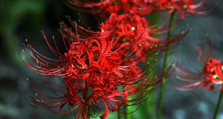 红色彼岸花的寓意是什么？彼岸花颜色与寓意有何关联？