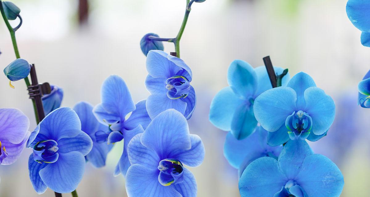 嘉兰花的蓝色品种有何特别花语？