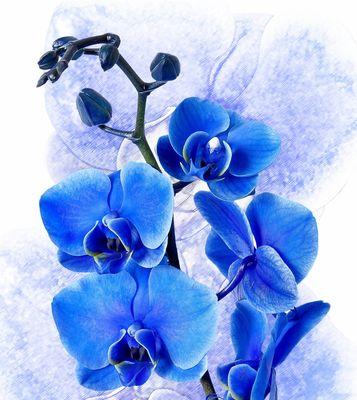 嘉兰花的蓝色品种有何特别花语？