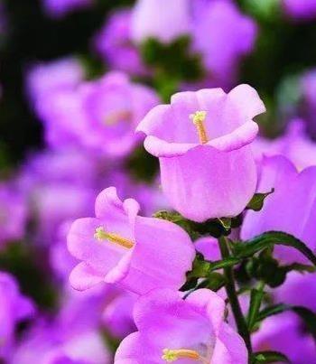 紫菊代表什么颜色？它的花语含义是什么？