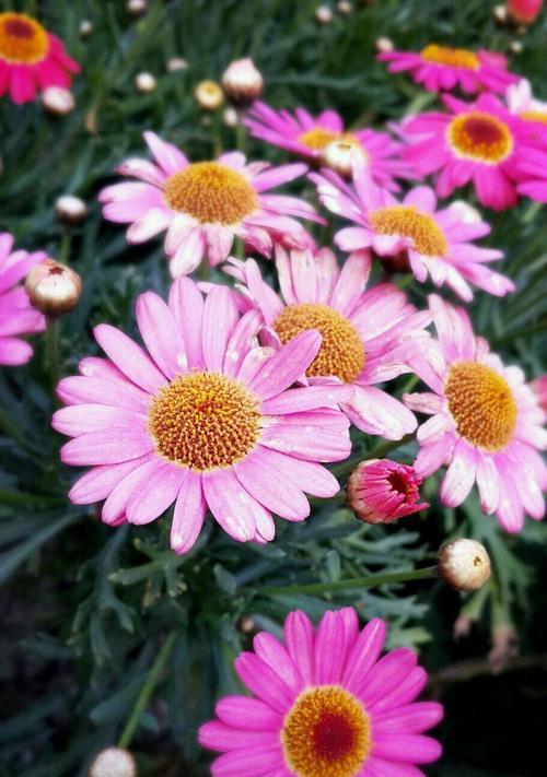 紫菊代表什么颜色？它的花语含义是什么？