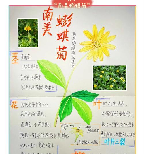 紫菊代表什么颜色？它的花语含义是什么？