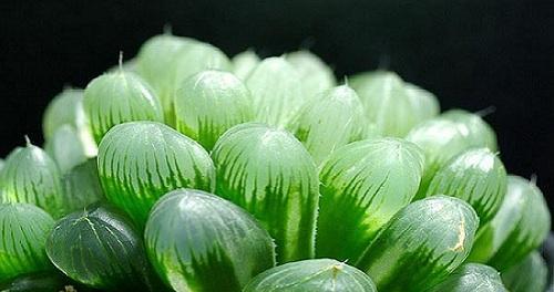 花语岸花灯节是什么意思？