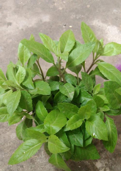 花语岸花灯节是什么意思？