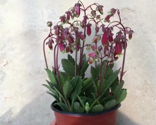 宫灯中的长寿花象征什么？长寿花的寓意是什么？