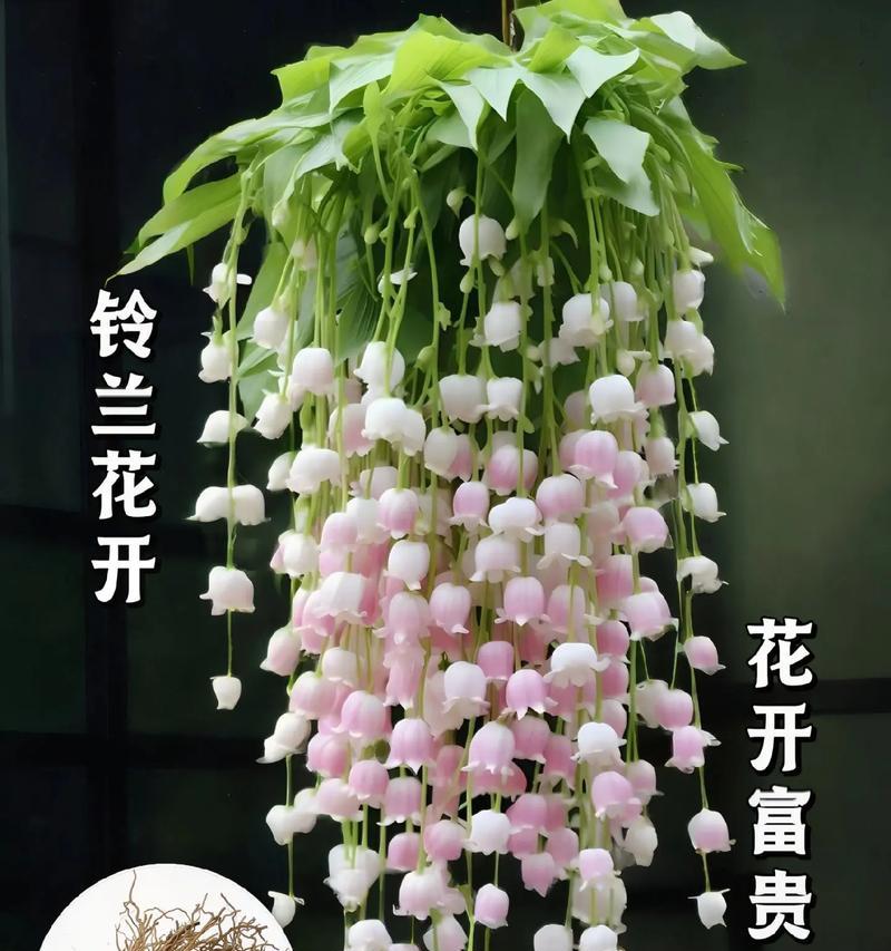 哪种花代表幸福？它的花语是什么？