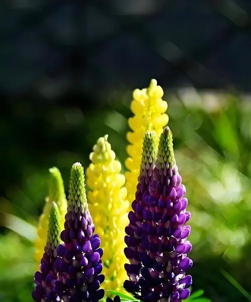 哪种花代表幸福？它的花语是什么？
