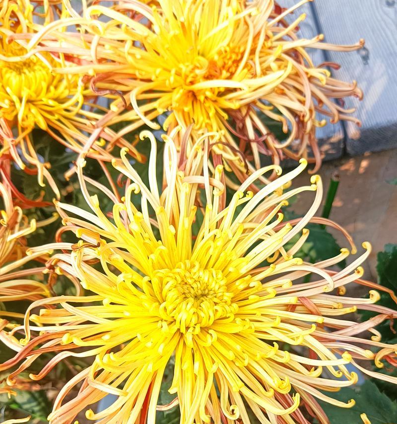橙黄色系的花代表什么？它们的花语是什么？
