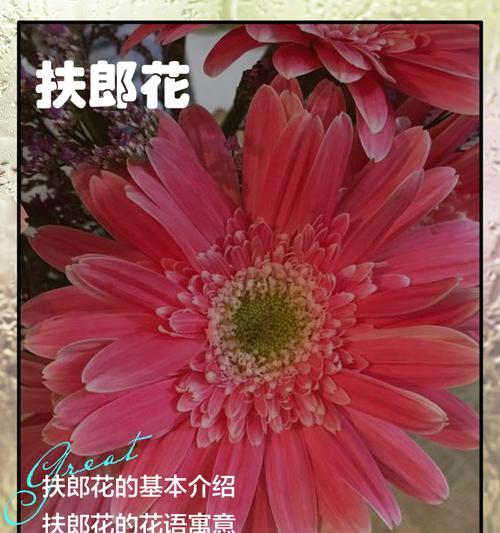 橙黄色系的花代表什么？它们的花语是什么？
