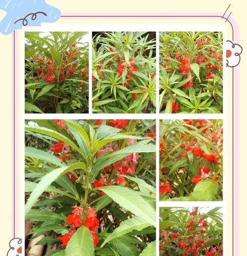 哪种花象征隐藏的爱情？隐藏爱情的花语是什么？