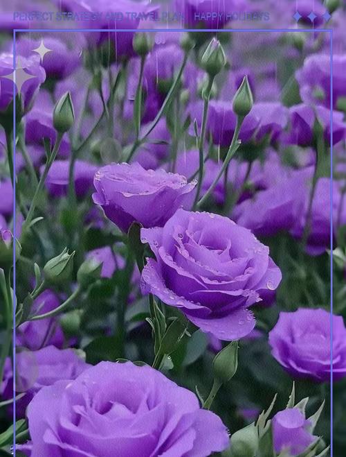 哪种花象征隐藏的爱情？隐藏爱情的花语是什么？