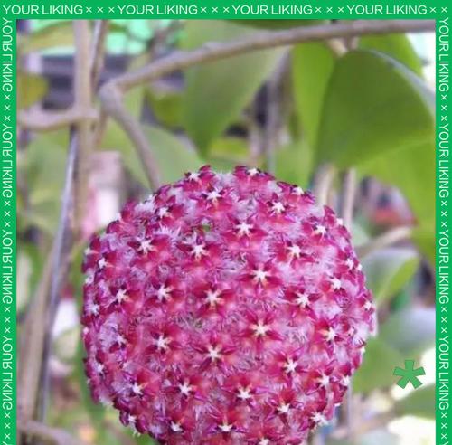 粉色球兰花语代表什么含义？