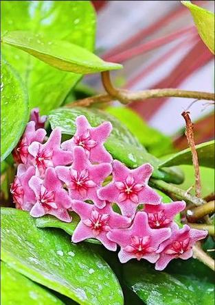 粉色球兰花语代表什么含义？