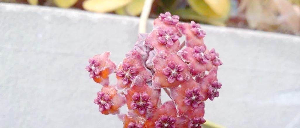 粉色球兰花语代表什么含义？