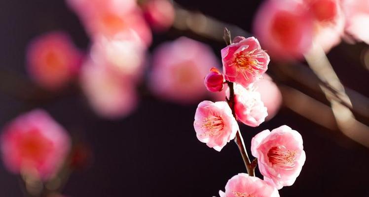 哪些花象征着爱情中的遗憾？