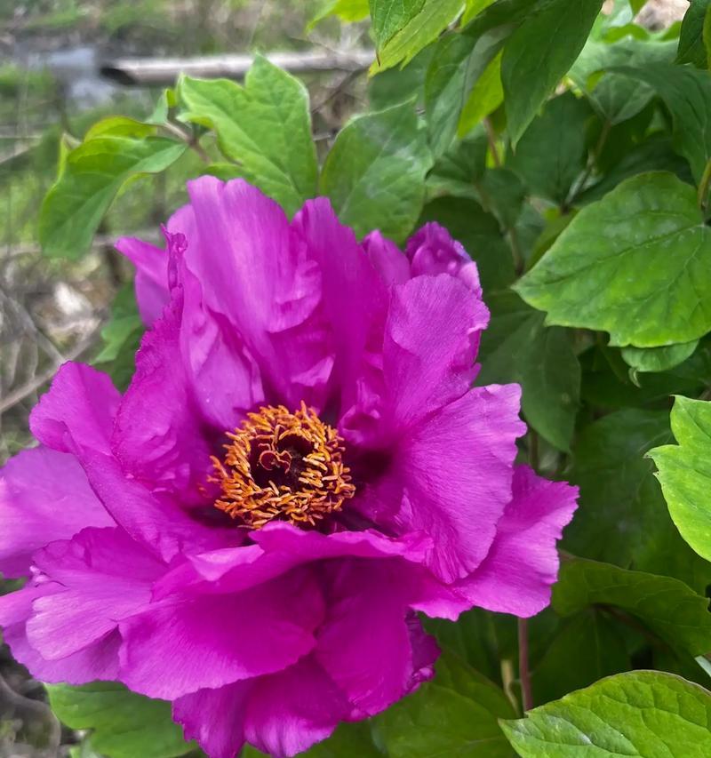 百花齐放季节代表了什么？