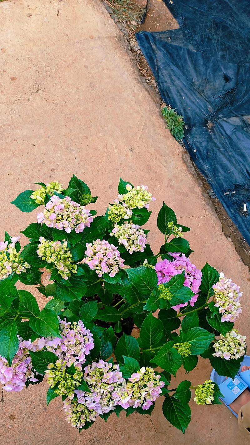 百花齐放季节代表了什么？