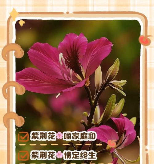 哪种鲜花象征幸福？幸福的花语有哪些？